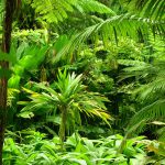 Jungle scene